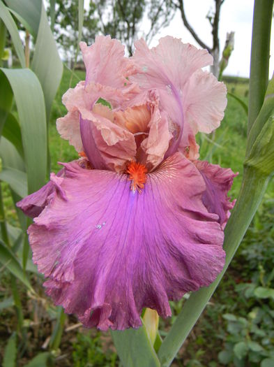 Dignity dancer - Irisi 2015