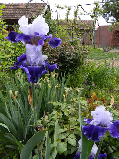 World premier - Irisi 2015