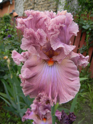 Eye for style - Irisi 2015