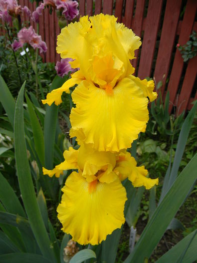 Pure as gold - Irisi 2015