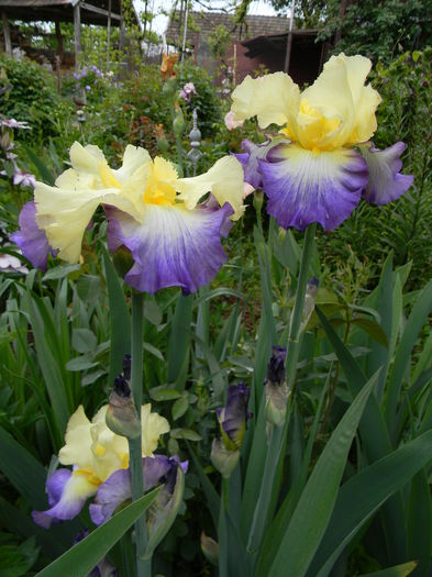 Designer's art - Irisi 2015