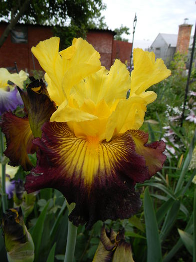 Snapshot - Irisi 2015