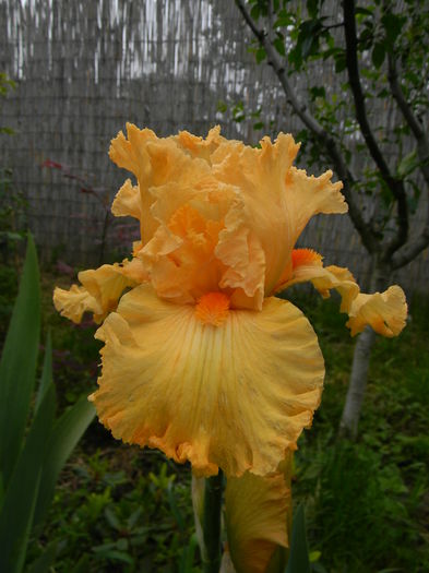 Fringe benefits - Irisi 2015
