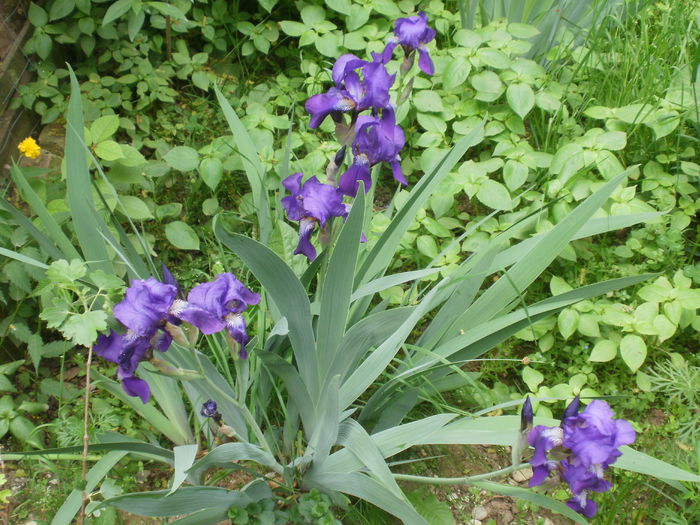 P2160442 - Iris