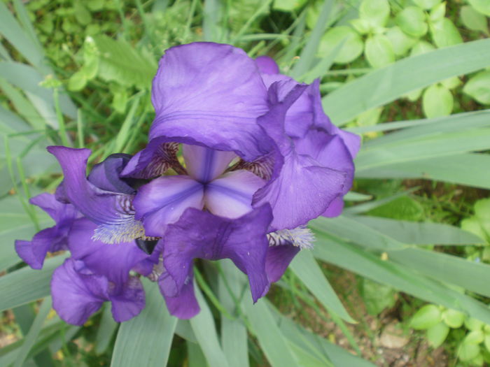 P2160438 - Iris
