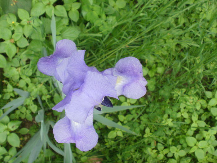 P2160441 - Iris