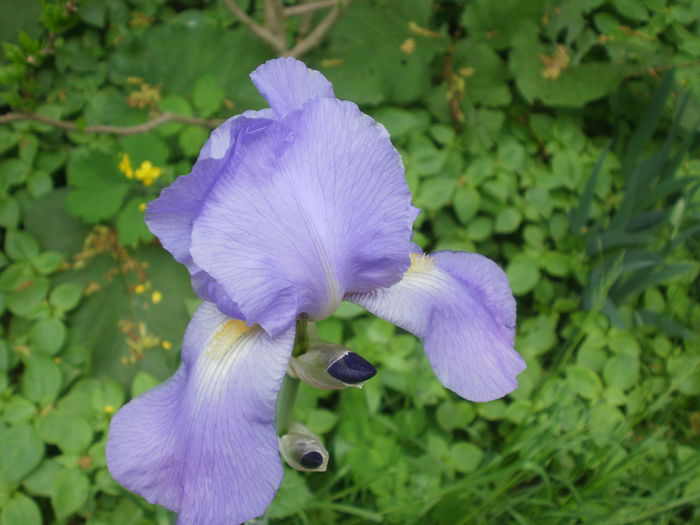 P2160439 - Iris