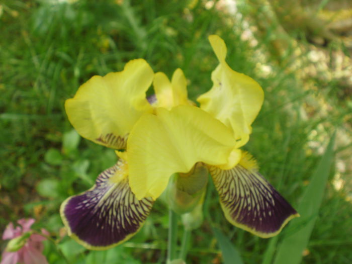 P2160434 - Iris