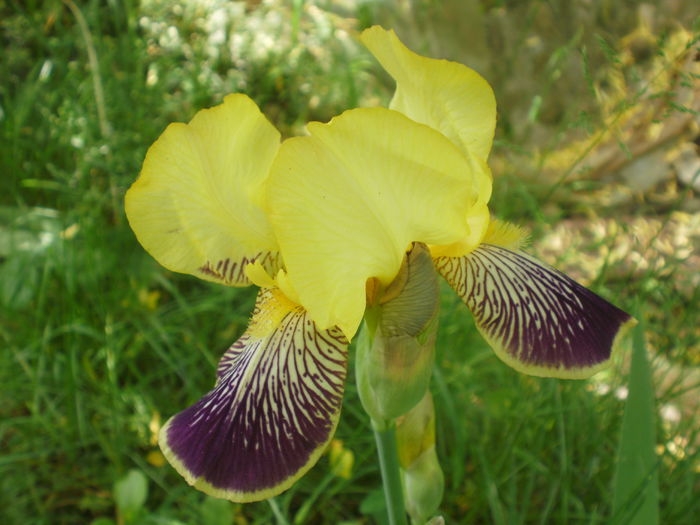 P2160436 - Iris