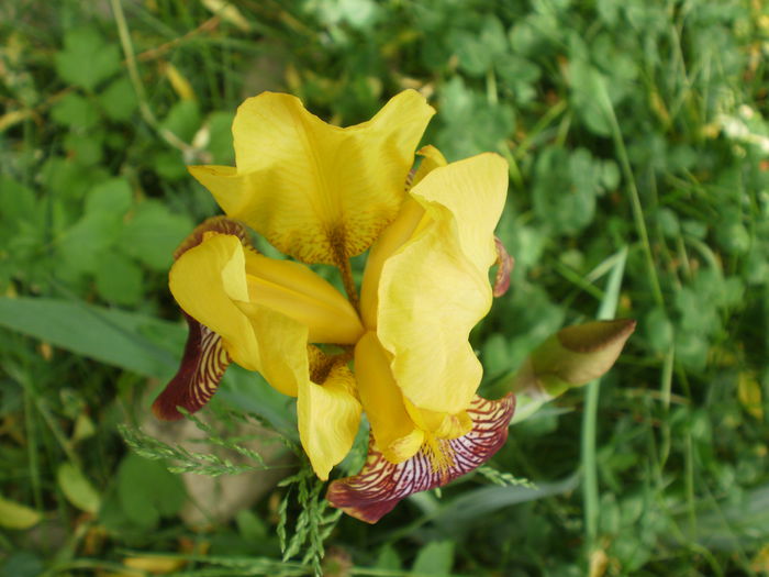 P2160437 - Iris