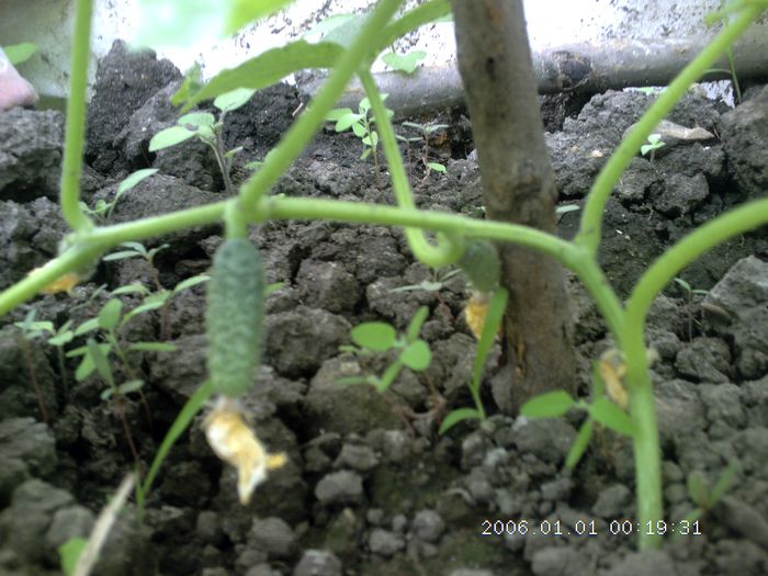 pictures 1761 - Gradina 2015
