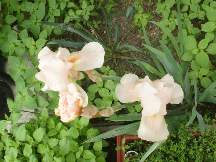  - Iris