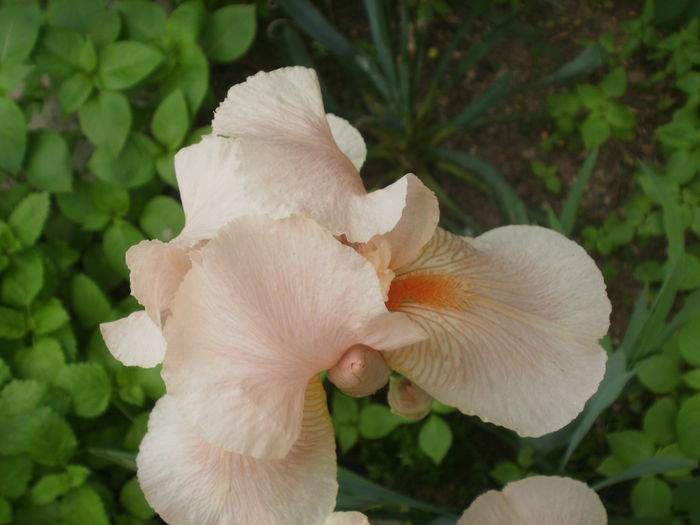  - Iris