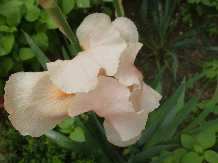  - Iris
