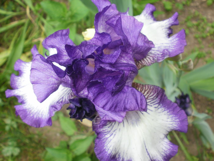  - Iris