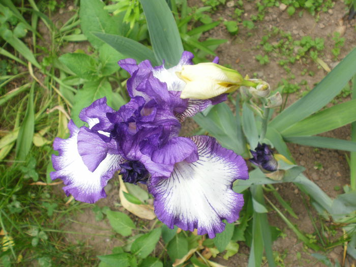  - Iris
