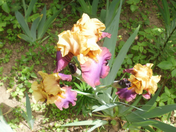 `Gala Madrid` - Iris