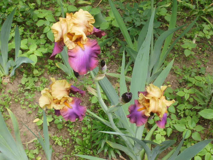`Gala Madrid` - Iris