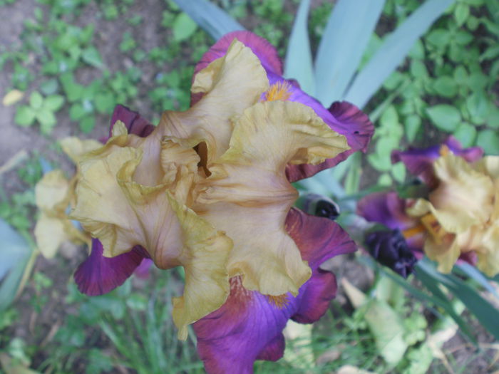 `Gala Madrid` - Iris