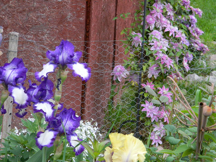 DSCN9074 - 3 Gradina 2015