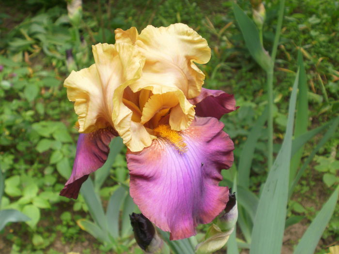 `Gala Madrid` - Iris