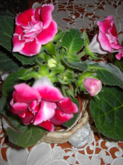 006 - 1GLOXINIA-2015