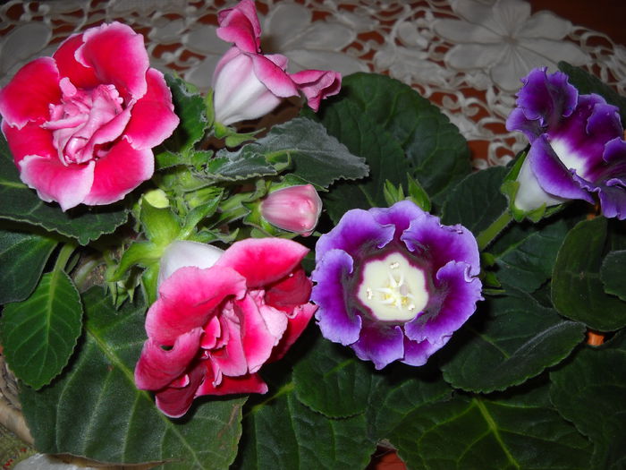 021 - 1GLOXINIA-2015