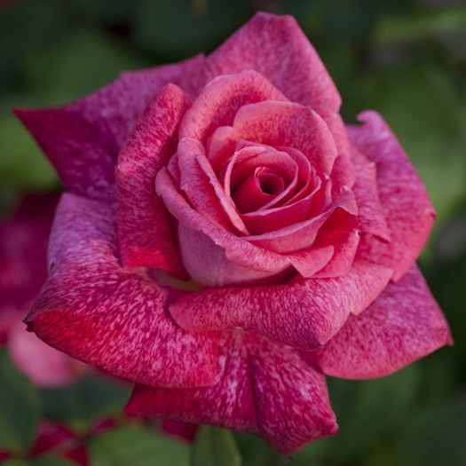rosier-pierre-cardin - Trandafirii care mi doresc