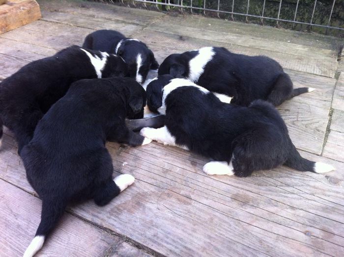 11253797_690867481059879_1376330863_n