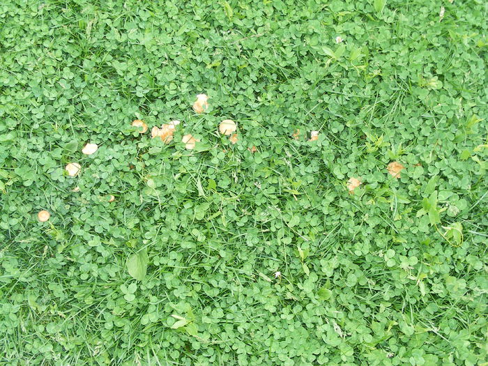 primele mele ciupercute - C2 Cele 4 anotimpuri - Grădina