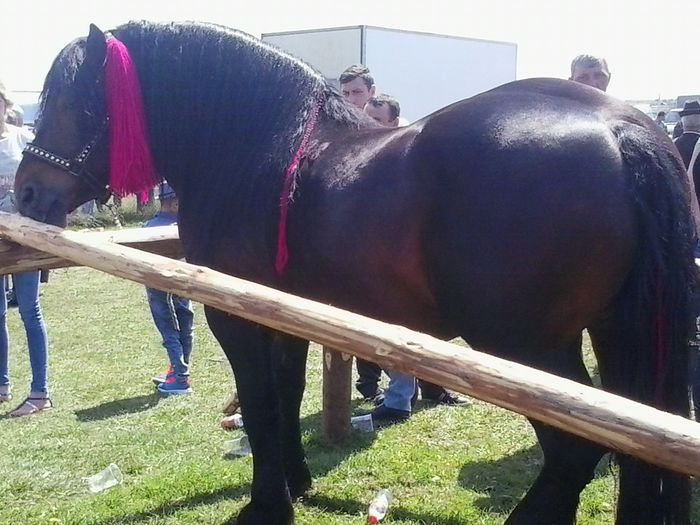 2015-05-10 11.56.29 - Spectacol ECVESTRU 2015 Marginea