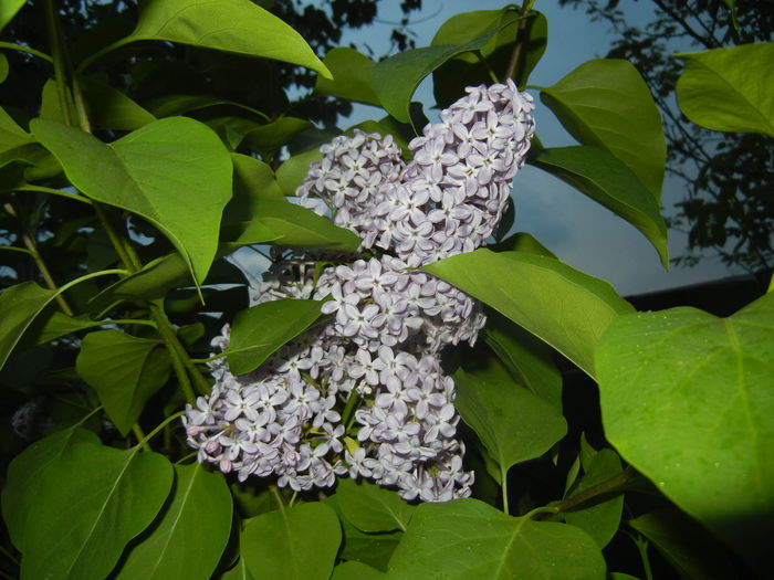 Syringa vulgaris_Lilac (2015, April 28)