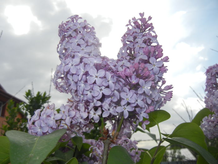 Syringa vulgaris_Lilac (2015, April 28)