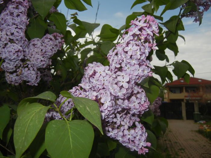 Syringa vulgaris_Lilac (2015, April 28)