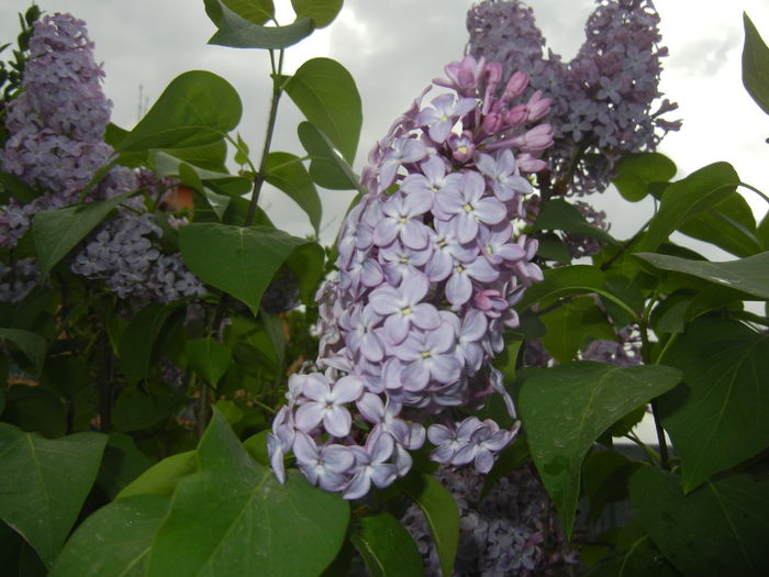 Syringa vulgaris_Lilac (2015, April 28)