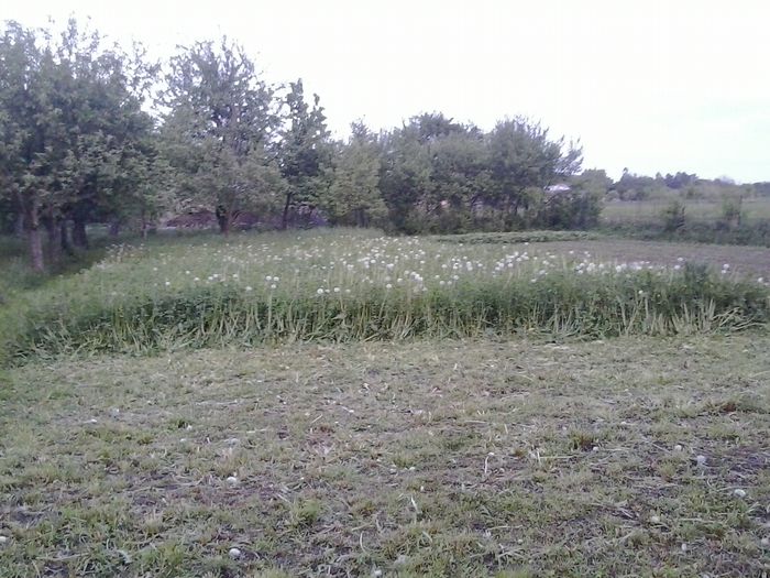 2015-05-15 20.38.41 - In gradina 2014-2015