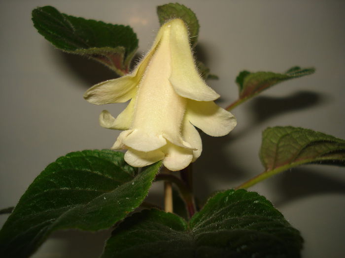 DSC01064 - FLORI 2015