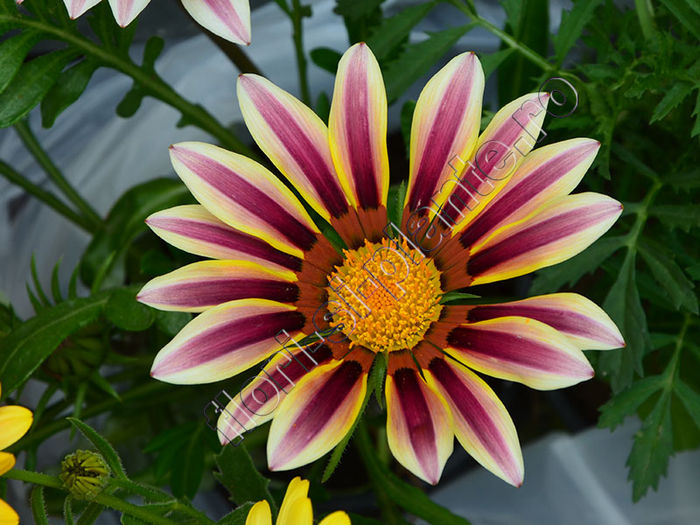 Gazania - Flori gradina