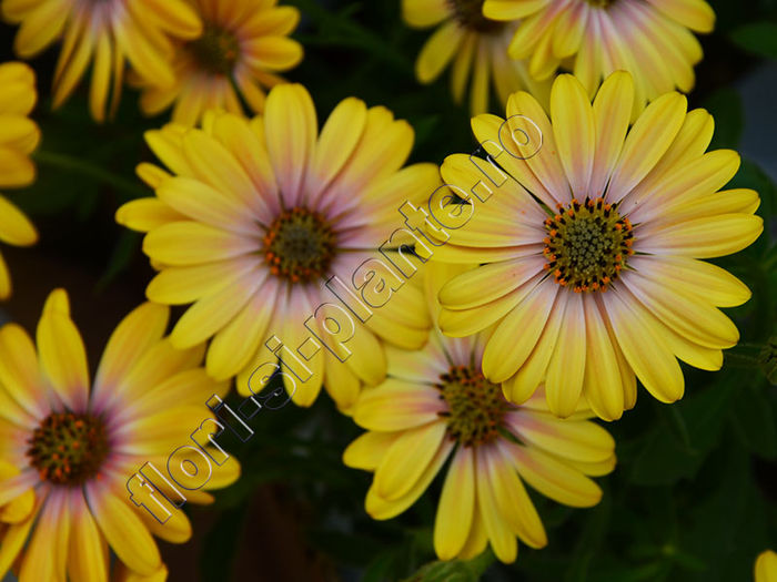 Osteospermum_margareta_africana - Flori gradina