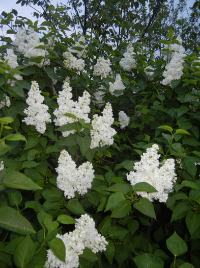 White Lilac Tree (2015, April 28)