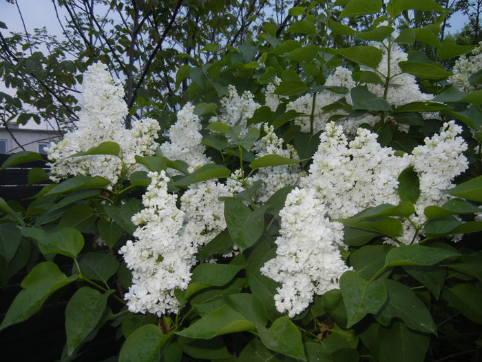 White Lilac Tree (2015, April 28)