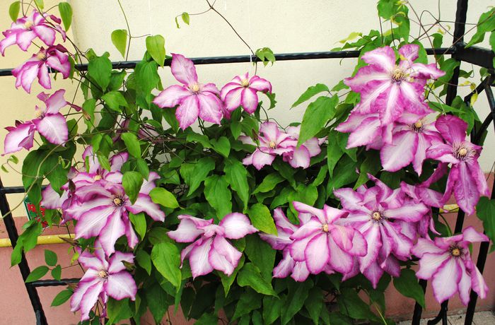 clematis Betty Risdon - 2015 plantele mele