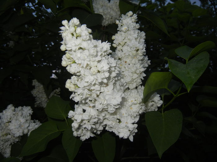 White Lilac Tree (2015, April 28)