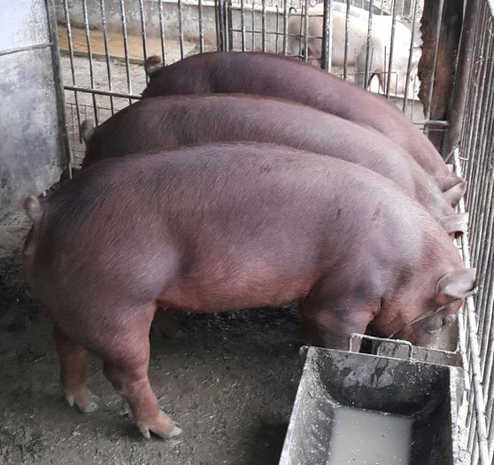 2015-05-15 21.13.31; Scrofite Duroc pentru prasila
5 luni si aproape 100kg
