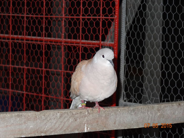 DSC07970