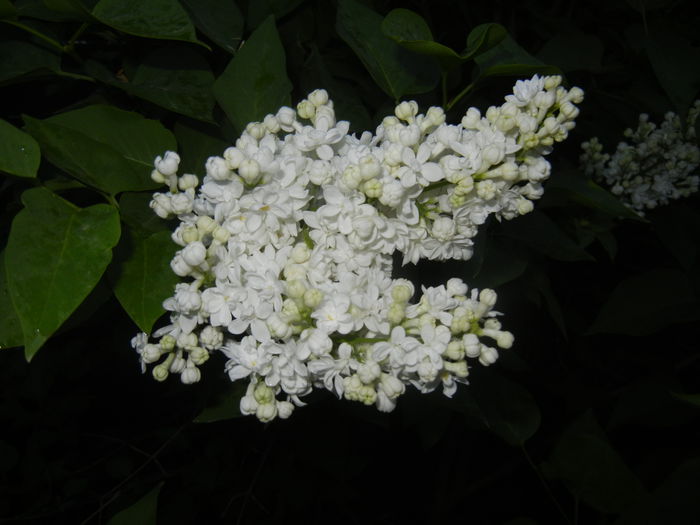 White Lilac Tree (2015, April 28) - Syringa vulgaris White