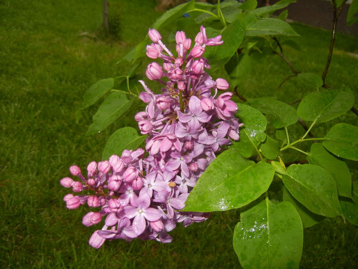 Lilac Ruhm von Horstenstein (`15,Apr.29)