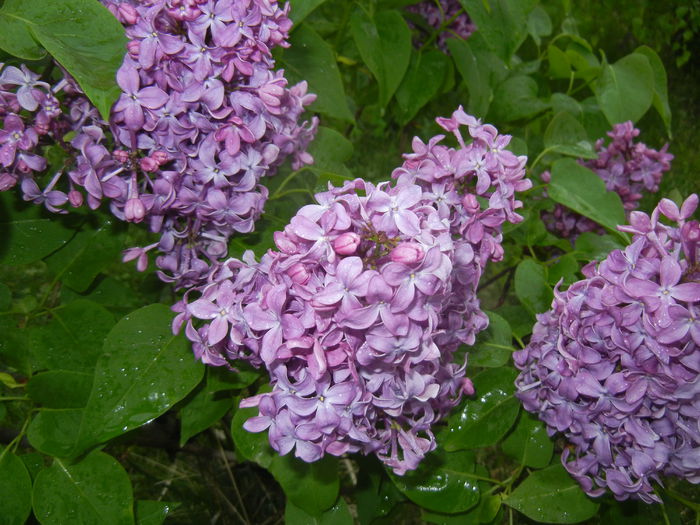 Lilac Ruhm von Horstenstein (`15,Apr.29)