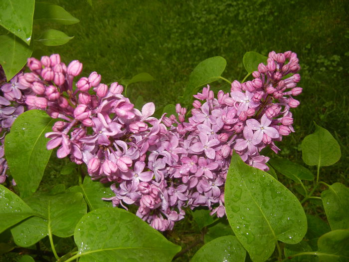 Lilac Ruhm von Horstenstein (`15,Apr.29)