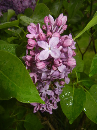 Lilac Ruhm von Horstenstein (`15,Apr.29)